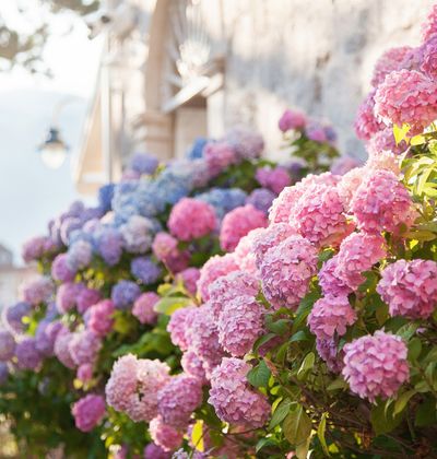 東京 アジサイ バラ ハナショウブ 6月が見頃の初夏の花と 花の名所まとめ おすすめ旅行を探すならトラベルブック Travelbook 東京 アジサイ バラ ハナショウブ 6月が見頃の初夏の花と 花の名所まとめ おすすめ旅行を探すならトラベルブック Travelbook