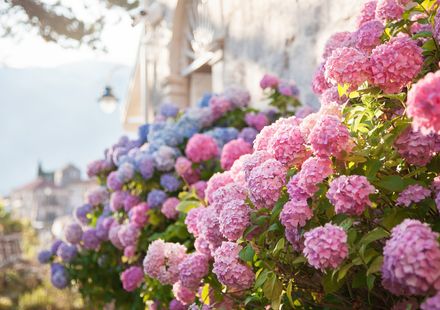 東京 アジサイ バラ ハナショウブ 6月が見頃の初夏の花と 花の名所まとめ おすすめ旅行を探すならトラベルブック Travelbook 東京 アジサイ バラ ハナショウブ 6月が見頃の初夏の花と 花の名所まとめ おすすめ旅行を探すならトラベルブック Travelbook