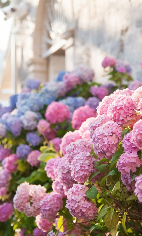 東京 アジサイ バラ ハナショウブ 6月が見頃の初夏の花と 花の名所まとめ おすすめ旅行を探すならトラベルブック Travelbook 東京 アジサイ バラ ハナショウブ 6月が見頃の初夏の花と 花の名所まとめ おすすめ旅行を探すならトラベルブック Travelbook