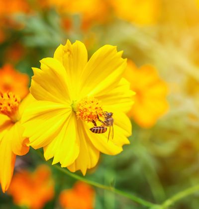 東京 7月が見頃の夏の花と 花の名所まとめ ハス キバナコスモス他 おすすめ旅行を探すならトラベルブック Travelbook 東京 7月が見頃の夏の花と 花の名所まとめ ハス キバナコスモス他 おすすめ旅行を探すならトラベルブック Travelbook