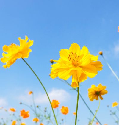 東京 8月が見頃の夏の花と 花の名所まとめ キバナコスモス 秋の七草他 おすすめ旅行を探すならトラベルブック Travelbook 東京 8月が見頃の夏の花と 花の名所まとめ キバナコスモス 秋の七草他 おすすめ旅行を探すならトラベルブック Travelbook