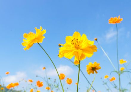 東京 8月が見頃の夏の花と 花の名所まとめ キバナコスモス 秋の七草他 おすすめ旅行を探すならトラベルブック Travelbook 東京 8月が見頃の夏の花と 花の名所まとめ キバナコスモス 秋の七草他 おすすめ旅行を探すならトラベルブック Travelbook