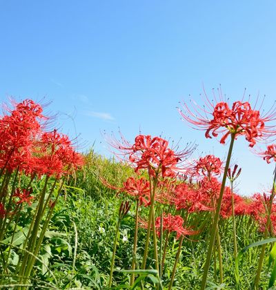 東京 9月が見頃の秋の花と 花の名所まとめ ヒガンバナ コスモス他 おすすめ旅行を探すならトラベルブック Travelbook 東京 9月が見頃の秋の花と 花の名所まとめ ヒガンバナ コスモス他 おすすめ旅行を探すならトラベルブック Travelbook