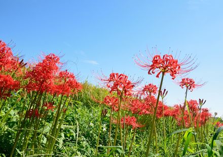 東京 9月が見頃の秋の花と 花の名所まとめ ヒガンバナ コスモス他 おすすめ旅行を探すならトラベルブック Travelbook 東京 9月が見頃の秋の花と 花の名所まとめ ヒガンバナ コスモス他 おすすめ旅行を探すならトラベルブック Travelbook