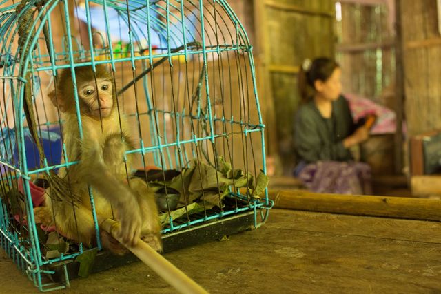 ペット 猿の飼い方 種類 寿命 値段まとめ 自分らしい便利な暮らしを トラベルブック Travelbook ペット 猿の飼い方 種類 寿命 値段まとめ 自分らしい便利な暮らしを トラベルブック Travelbook