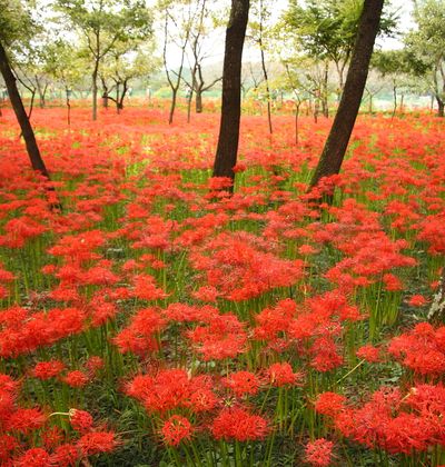 2ページ目 地方別 この秋行きたい彼岸花の名所まとめ おすすめ旅行を探すならトラベルブック Travelbook 2ページ目 地方別 この秋行きたい彼岸花の名所まとめ おすすめ旅行を探すならトラベルブック Travelbook