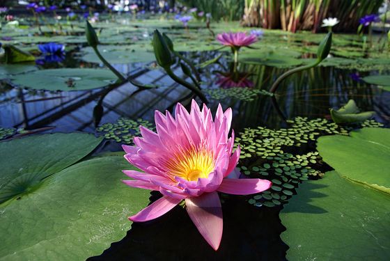 神戸どうぶつ王国 国際都市 神戸の人工的な海上都市に自然の潤いを与える おすすめ旅行を探すならトラベルブック Travelbook