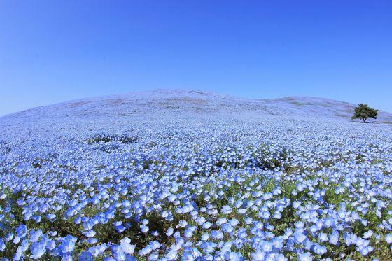 茨城のおすすめデートスポット 素敵な1日を夜まで楽しもう おすすめ旅行を探すならトラベルブック女子旅