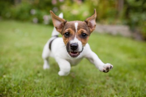 ドッグフードおすすめ14選 愛犬の健康を守る 本当に良い 選び方 自分らしい便利な暮らしを トラベルブック Travelbook ドッグフードおすすめ14選 愛犬の健康を守る 本当に良い 選び方 自分らしい便利な暮らしを トラベルブック Travelbook
