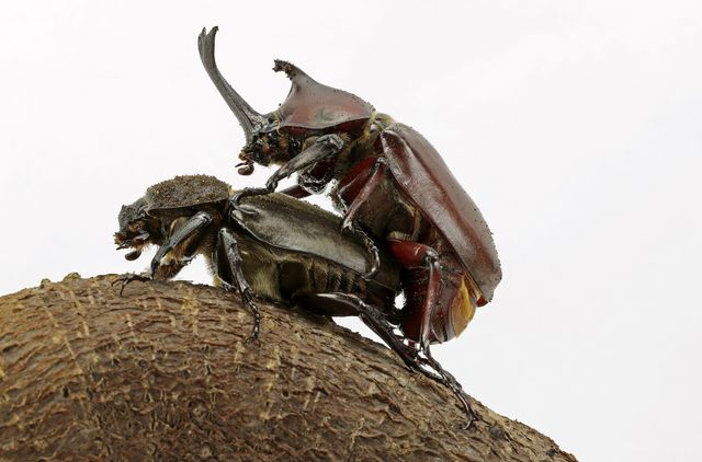 ペット カブトムシの飼い方 種類 寿命 値段まとめ 自分らしい便利な暮らしを トラベルブック Travelbook