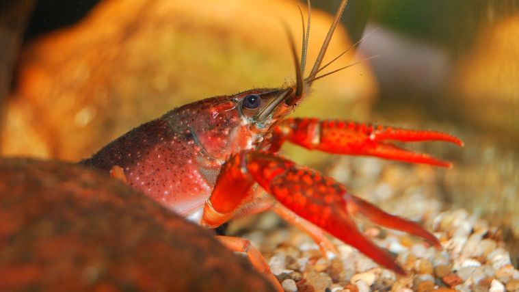 ペット ザリガニの飼い方 種類 寿命 値段まとめ 自分らしい便利な暮らしを トラベルブック Travelbook