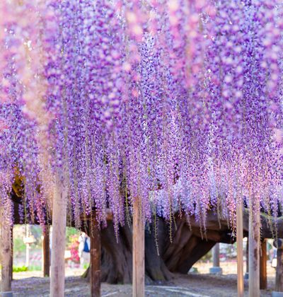 関西 藤棚の名所 エリア別に人気藤棚スポットを紹介 おすすめ旅行を探すならトラベルブック Travelbook 関西 藤棚の名所 エリア別に人気藤棚スポットを紹介 おすすめ旅行を探すならトラベルブック Travelbook