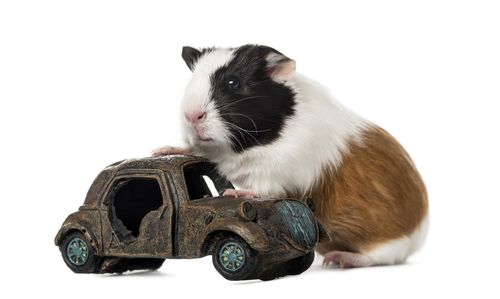 ペット モルモットの飼い方 種類 寿命 値段まとめ 自分らしい便利な暮らしを トラベルブック Travelbook