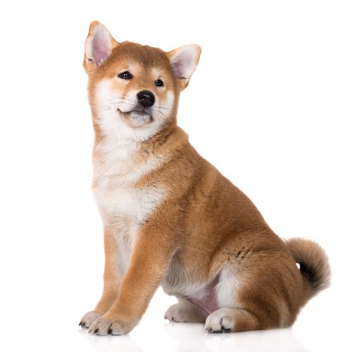 ペット 柴犬の飼い方 種類 寿命 値段まとめ トラブルブック