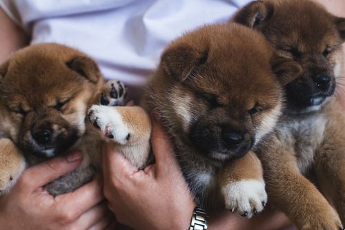 ペット 柴犬の飼い方 種類 寿命 値段まとめ トラブルブック