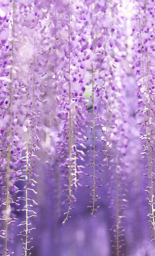 福岡 藤棚の名所 福岡で人気の藤棚スポットを紹介 おすすめ旅行を探すならトラベルブック Travelbook