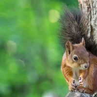 ペット モモンガの飼い方 種類 寿命 値段まとめ 自分らしい便利な暮らしを トラベルブック Travelbook