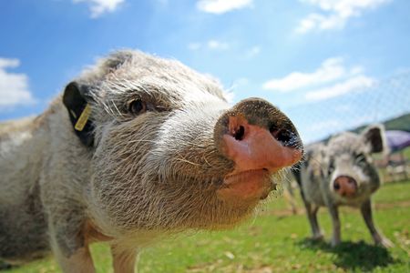 ペット 豚の飼い方 種類 寿命 値段まとめ トラブルブック