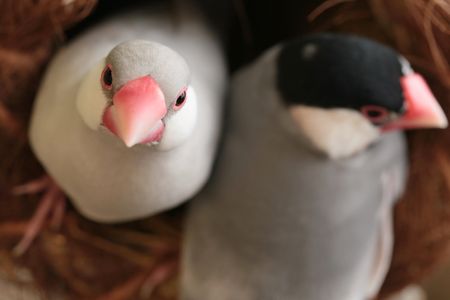ペット 文鳥の飼い方 種類 寿命 値段まとめ 自分らしい便利な暮らしを トラベルブック Travelbook