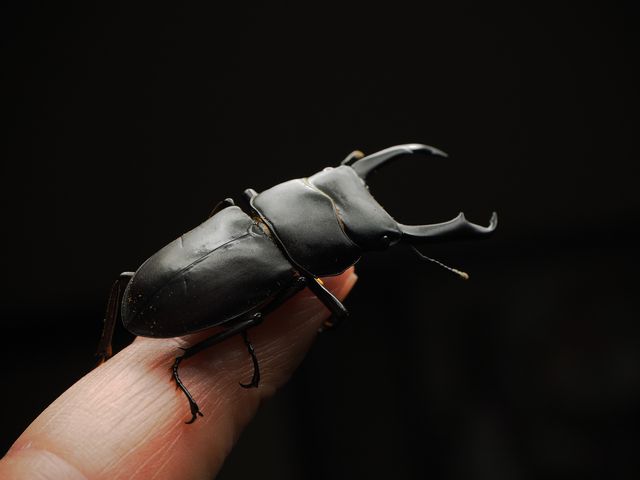 ペット クワガタの飼い方 種類 寿命 値段まとめ 自分らしい便利な暮らしを トラベルブック Travelbook