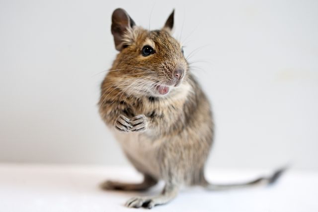 ペット デグーの飼い方 種類 寿命 値段まとめ 自分らしい便利な暮らしを トラベルブック Travelbook
