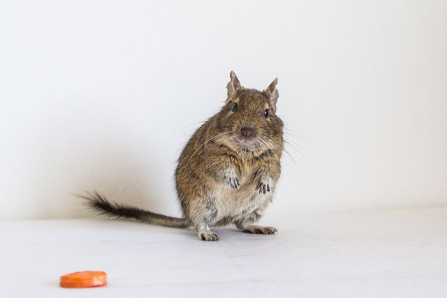 ペット デグーの飼い方 種類 寿命 値段まとめ 自分らしい便利な暮らしを トラベルブック Travelbook