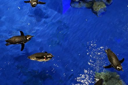 東京のおすすめ水族館１２施設 夜デートに行ける人気水族館も おすすめ旅行を探すならトラベルブック Travelbook