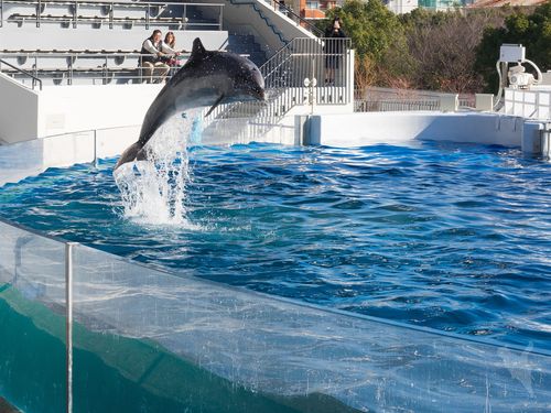 関西のおすすめ水族館１７施設 イルカショーはデートにも人気 おすすめ旅行を探すならトラベルブック Travelbook