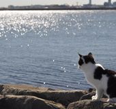 猫好き必見 一度は行きたい猫だらけの島 猫島 6選 おすすめ旅行を探すならトラベルブック Travelbook
