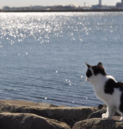 猫好き必見 一度は行きたい猫だらけの島 猫島 6選 おすすめ旅行を探すならトラベルブック Travelbook