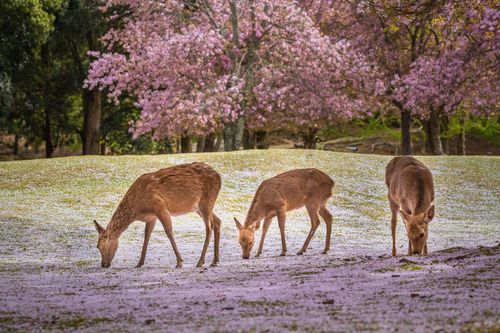 奈良 桜と鹿 寺社仏閣がコラボ 楽しみ方色々なお花見スポット５選 おすすめ旅行を探すならトラベルブック Travelbook
