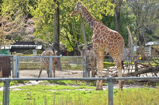 埼玉のおすすめ水族館 動物園９施設 デート 子連れにも人気 おすすめ旅行を探すならトラベルブック Travelbook