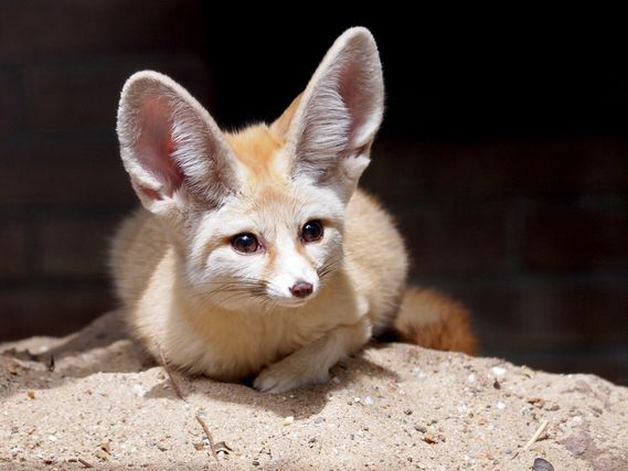ペット フェネックの飼い方 種類 寿命 値段まとめ 自分らしい便利な暮らしを トラベルブック Travelbook