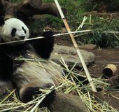 東京のおすすめ動物園9施設 パンダからふれあい動物園まで おすすめ旅行を探すならトラベルブック Travelbook 東京のおすすめ動物園9施設 パンダからふれあい動物園まで おすすめ旅行を探すならトラベルブック Travelbook