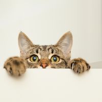ペット キツネの飼い方 種類 寿命 値段まとめ 自分らしい便利な暮らしを トラベルブック Travelbook ペット キツネの飼い方 種類 寿命 値段まとめ 自分らしい便利な暮らしを トラベルブック Travelbook