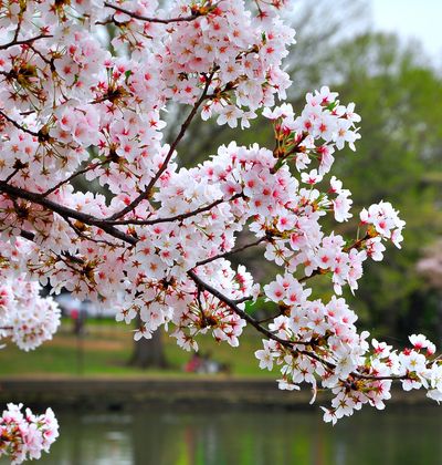 年 千葉のおすすめ花見スポット 名所21選を紹介 開花予想日もチェック おすすめ旅行を探すならトラベルブック Travelbook 年 千葉のおすすめ花見スポット 名所21選を紹介 開花予想日もチェック おすすめ旅行を探すならトラベルブック Travelbook