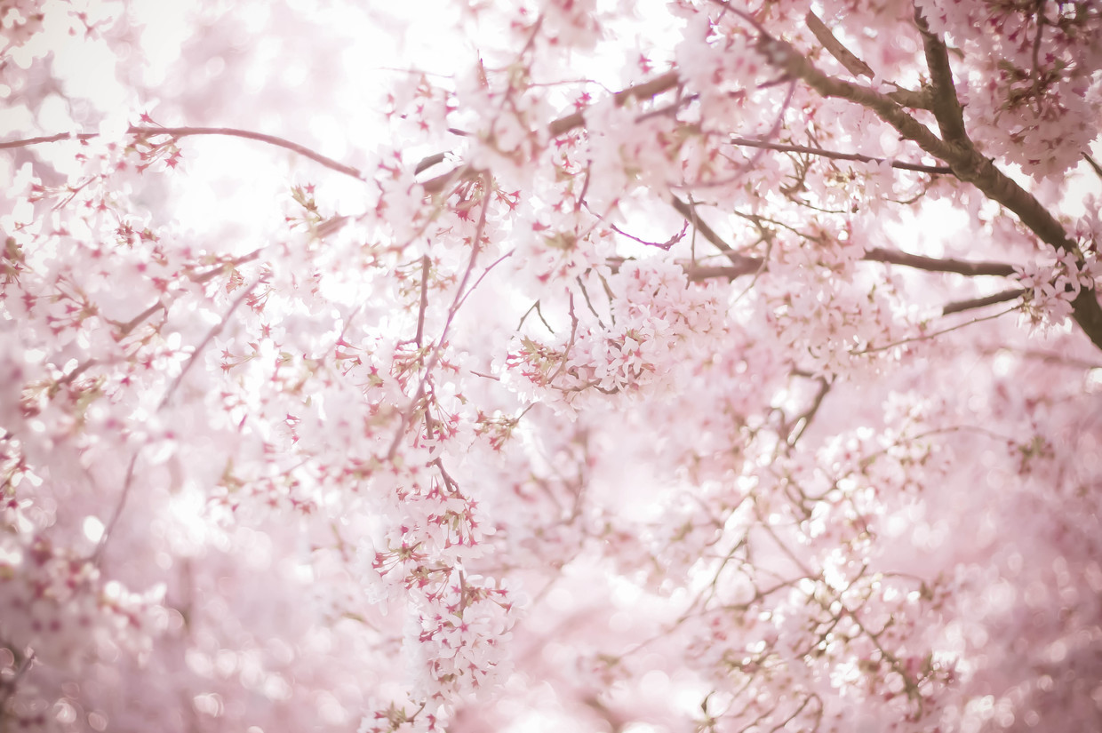 22年度 関西のおすすめ花見スポット 名所53選 開花予想日も紹介 おすすめ旅行を探すならトラベルブック Travelbook