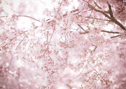 22年度 関西のおすすめ花見スポット 名所53選 開花予想日も紹介 おすすめ旅行を探すならトラベルブック Travelbook 22年度 関西のおすすめ花見スポット 名所53選 開花予想日も紹介 おすすめ旅行を探すならトラベルブック Travelbook