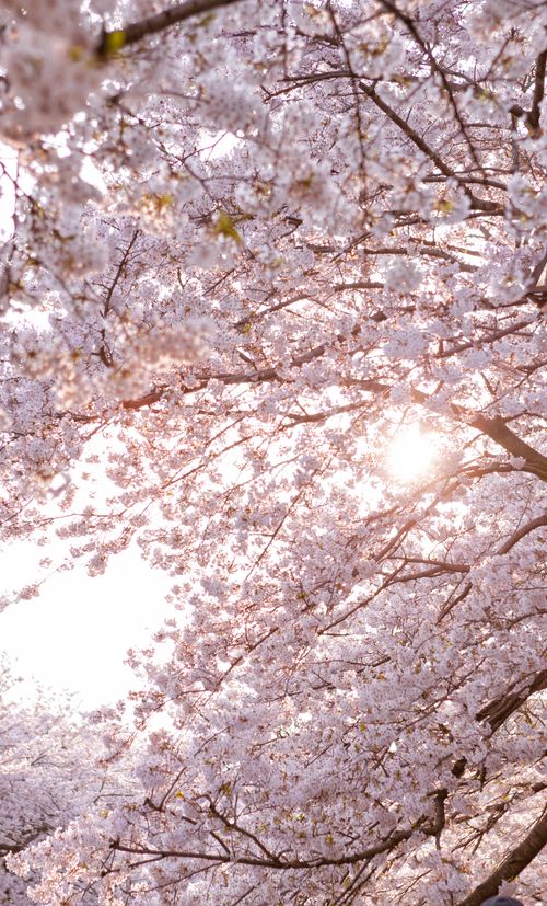 年版 新宿のおすすめ花見スポット 名所6選 さくらの開花予想も紹介 おすすめ旅行を探すならトラベルブック Travelbook