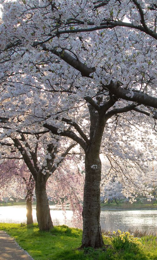 年版 愛知 岡崎のおすすめ花見スポット 名所2選 今年の開花予想も紹介 おすすめ旅行を探すならトラベルブック Travelbook