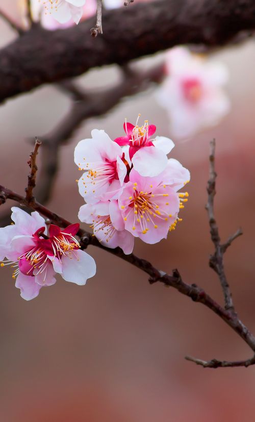年版 熊本のおすすめ花見スポット 名所11選 見頃はいつ 今年の開花予想日も紹介 おすすめ旅行を探すならトラベルブック Travelbook 年版 熊本のおすすめ花見スポット 名所11選 見頃はいつ 今年の開花予想日も紹介 おすすめ旅行を探すならトラベルブック Travelbook