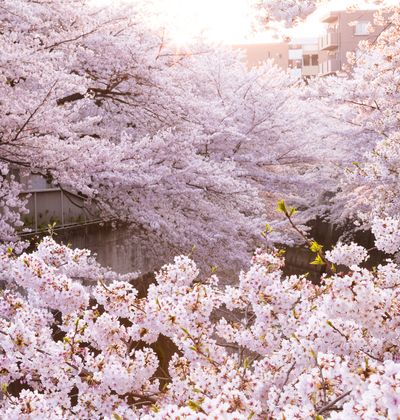 年度 群馬のおすすめ花見スポット 名所10選 見頃はいつ 開花予想も紹介 おすすめ旅行を探すならトラベルブック Travelbook 年度 群馬のおすすめ花見スポット 名所10選 見頃はいつ 開花予想も紹介 おすすめ旅行を探すならトラベルブック Travelbook