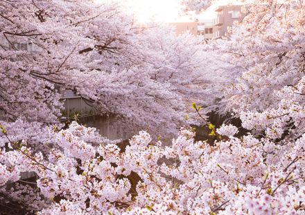 22年度 群馬のおすすめ花見スポット 名所10選 見頃はいつ 開花予想も紹介 おすすめ旅行を探すならトラベルブック Travelbook 22年度 群馬のおすすめ花見スポット 名所10選 見頃はいつ 開花予想も紹介 おすすめ旅行を探すならトラベルブック Travelbook