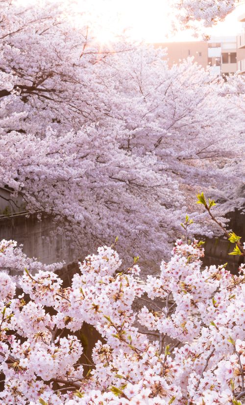 年度 群馬のおすすめ花見スポット 名所10選 見頃はいつ 開花予想も紹介 おすすめ旅行を探すならトラベルブック Travelbook