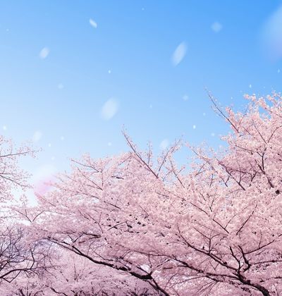 年版 新潟のおすすめ花見スポット 名所15選 開花予想日もチェック おすすめ旅行を探すならトラベルブック Travelbook 年版 新潟のおすすめ花見スポット 名所15選 開花予想日もチェック おすすめ旅行を探すならトラベルブック Travelbook