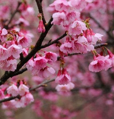 年版 岐阜のおすすめ花見スポット 名所28選 今年の開花予想日も紹介 おすすめ旅行を探すならトラベルブック Travelbook 年版 岐阜のおすすめ花見スポット 名所28選 今年の開花予想日も紹介 おすすめ旅行を探すならトラベルブック Travelbook