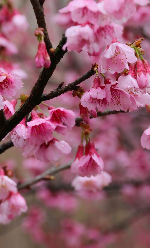 年版 岐阜のおすすめ花見スポット 名所28選 今年の開花予想日も紹介 おすすめ旅行を探すならトラベルブック Travelbook 年版 岐阜のおすすめ花見スポット 名所28選 今年の開花予想日も紹介 おすすめ旅行を探すならトラベルブック Travelbook