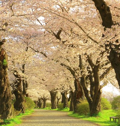 21年版 茨城のおすすめ花見スポット23選 Sns映えする名所 穴場を紹介 おすすめ旅行を探すならトラベルブック Travelbook 21年版 茨城のおすすめ花見スポット23選 Sns映えする名所 穴場を紹介 おすすめ旅行を探すならトラベルブック Travelbook