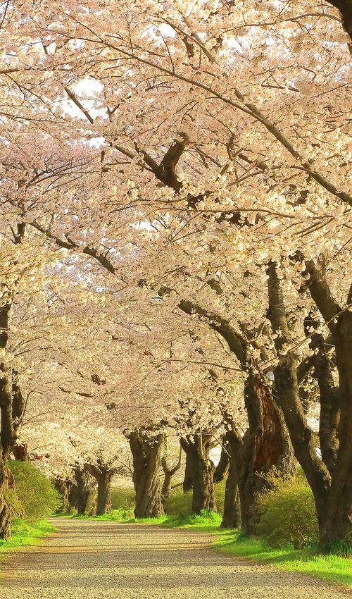 年版 茨城のおすすめ花見スポット23選 Sns映えする名所 穴場を紹介 おすすめ旅行を探すならトラベルブック Travelbook