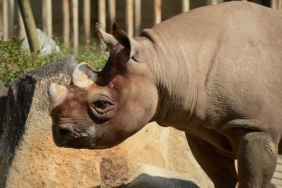 名古屋 東山動植物園 老若男女問わず楽しめる一大テーマパーウ おすすめ旅行を探すならトラベルブック Travelbook